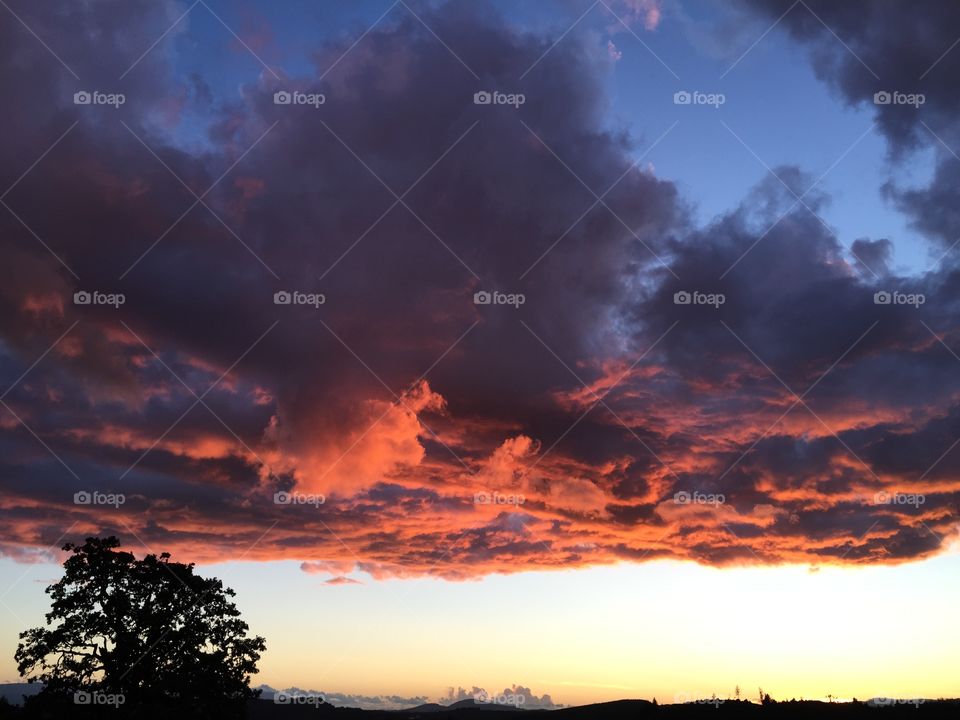 Oak tree and sunset clouds. Vineyard view, iconic oak and sunset clouds