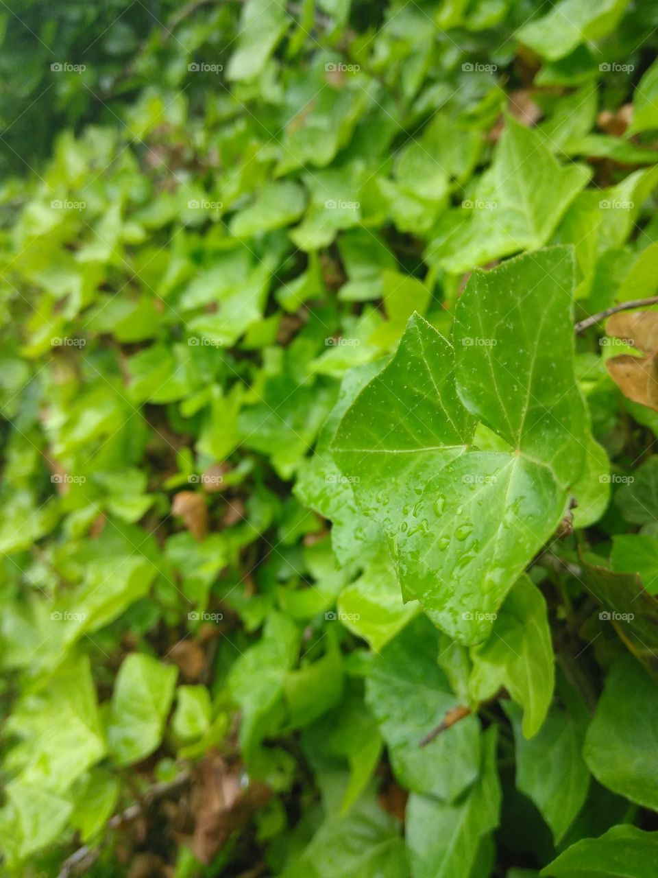 In the rain Green Blooms