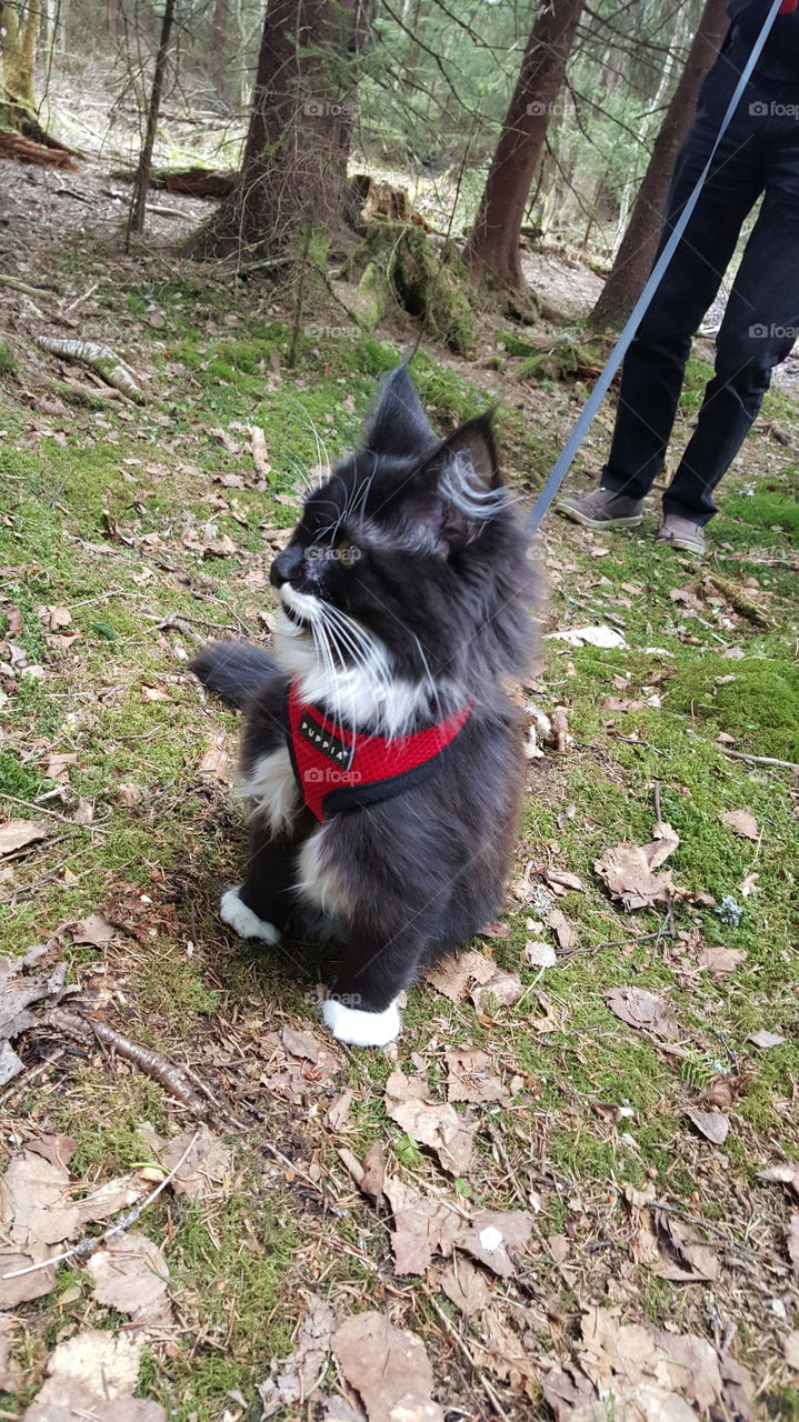 Kitten in nature