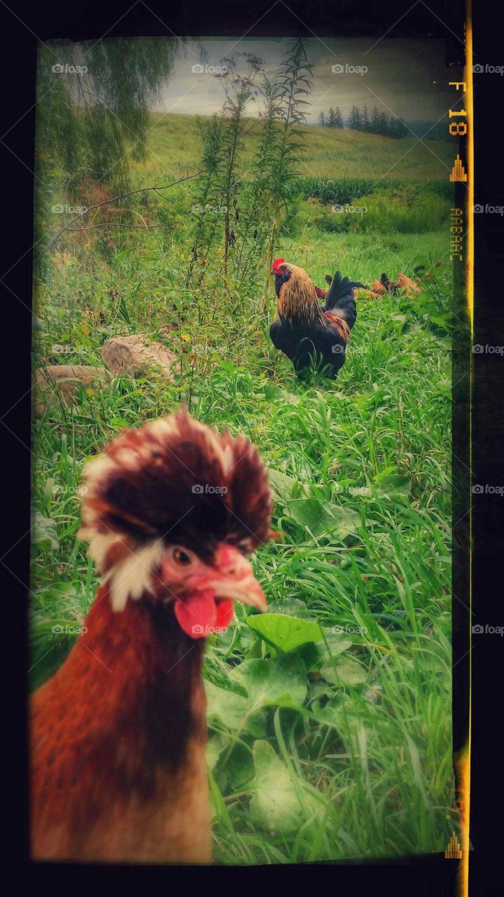 Freedom on the range. Looks like a bad hair day for this Polish hen.