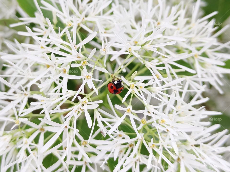 The Chinese Fringe-tree & a ladybug
