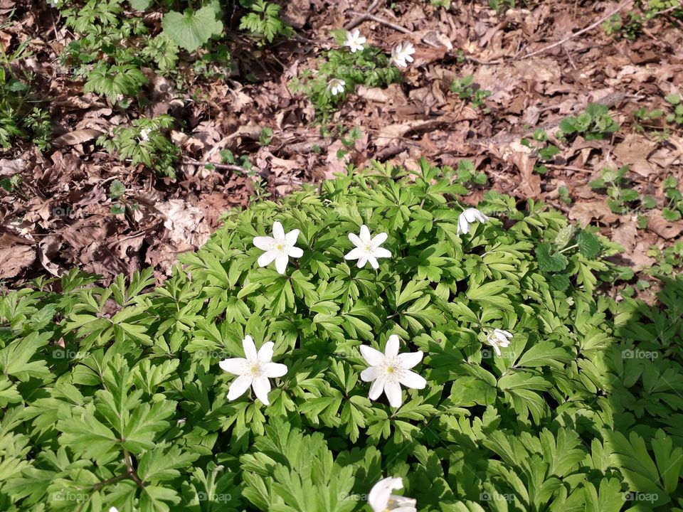 springtime in the wood