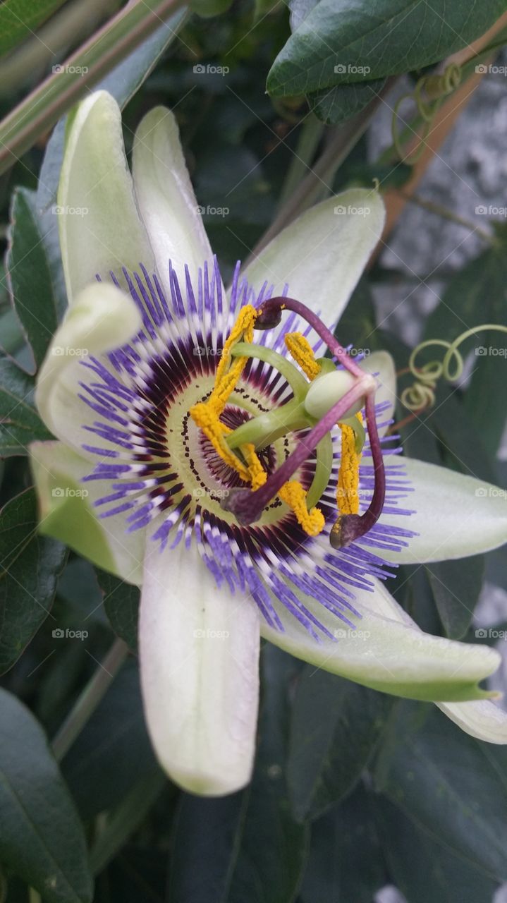 passiflora