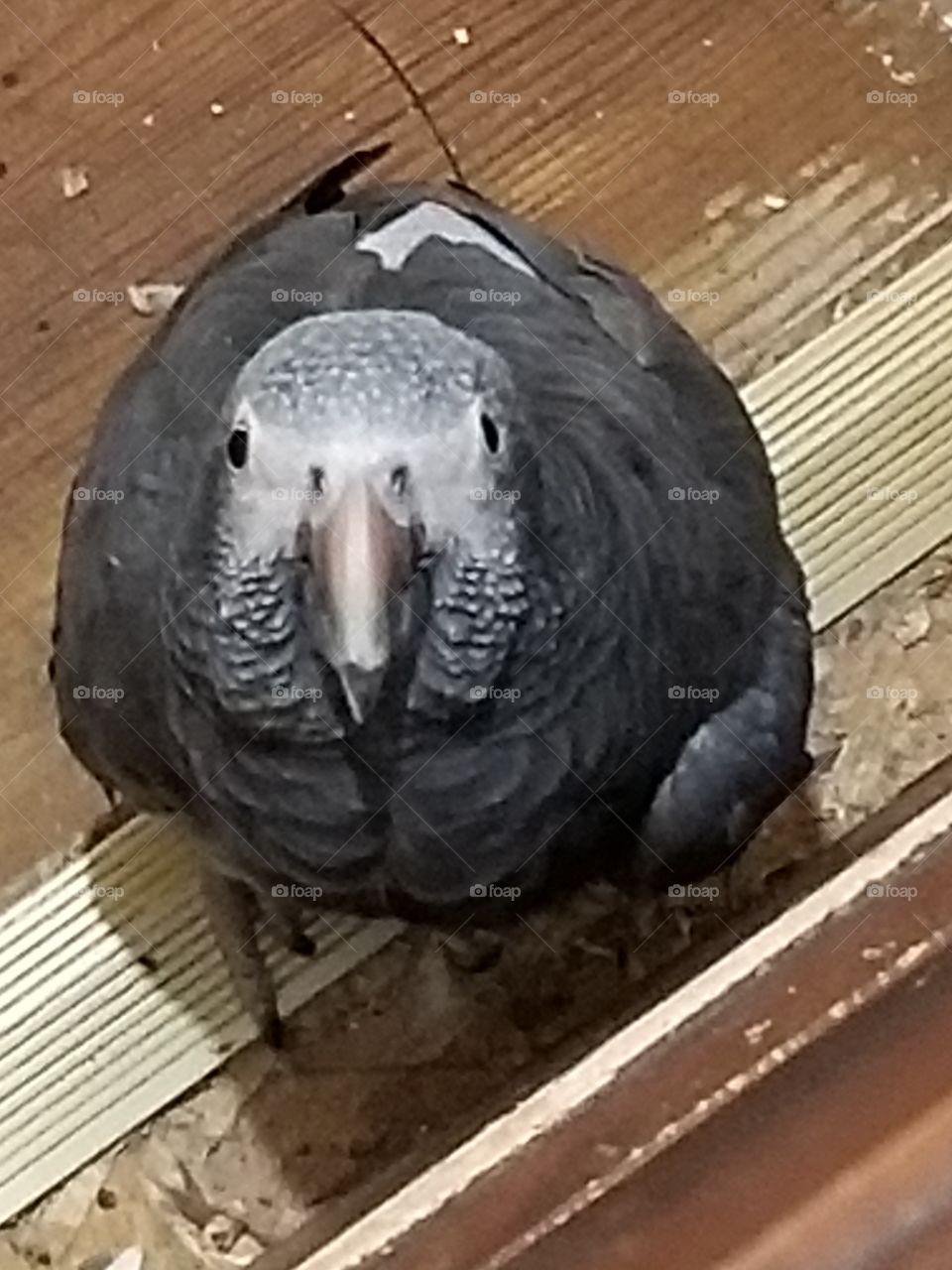 African grey parrot looking up