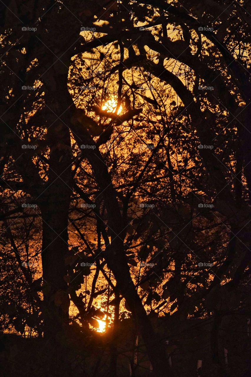 Sun In Tree Silhouettes