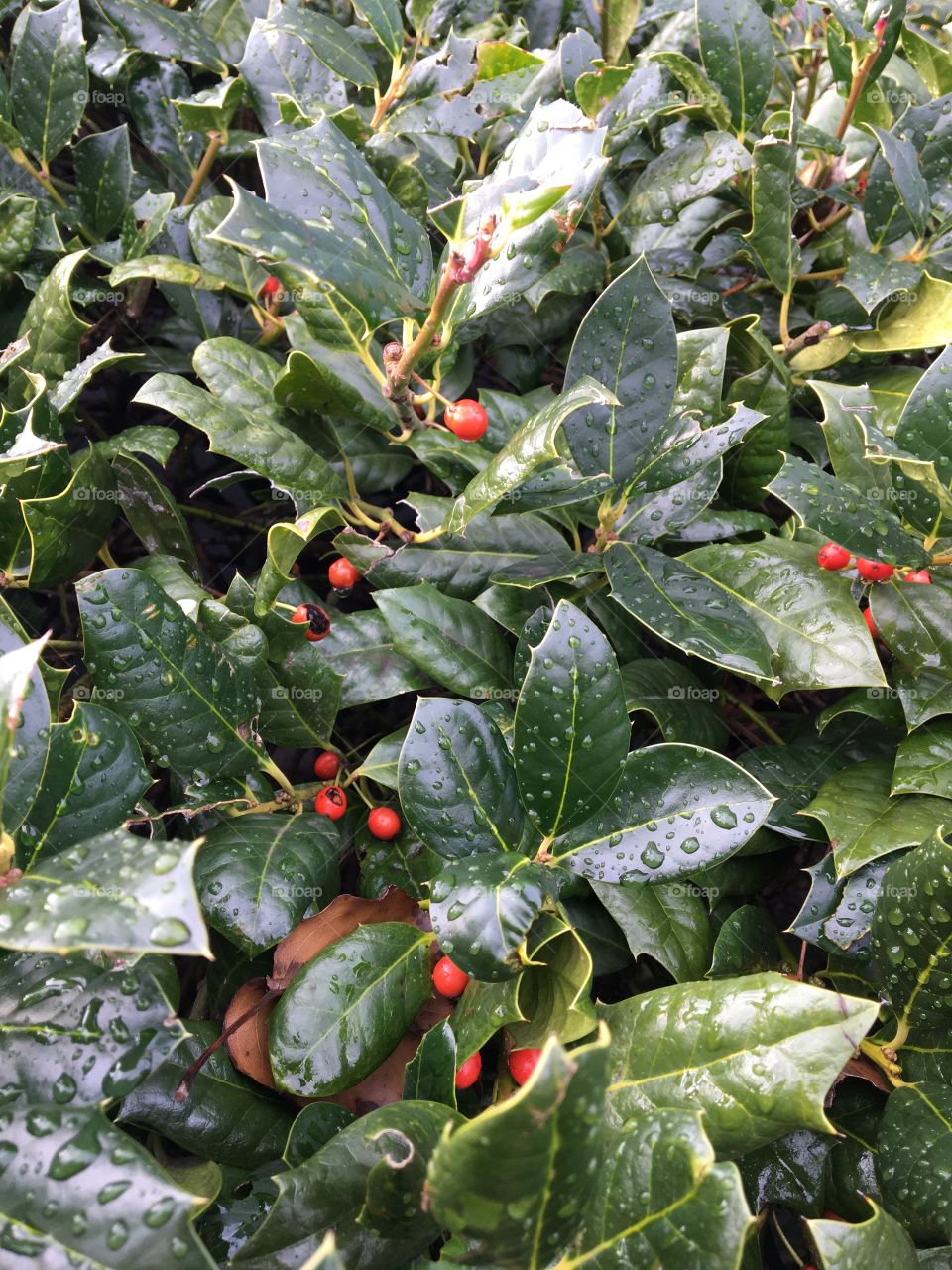 Holly leaves and berries in the rain