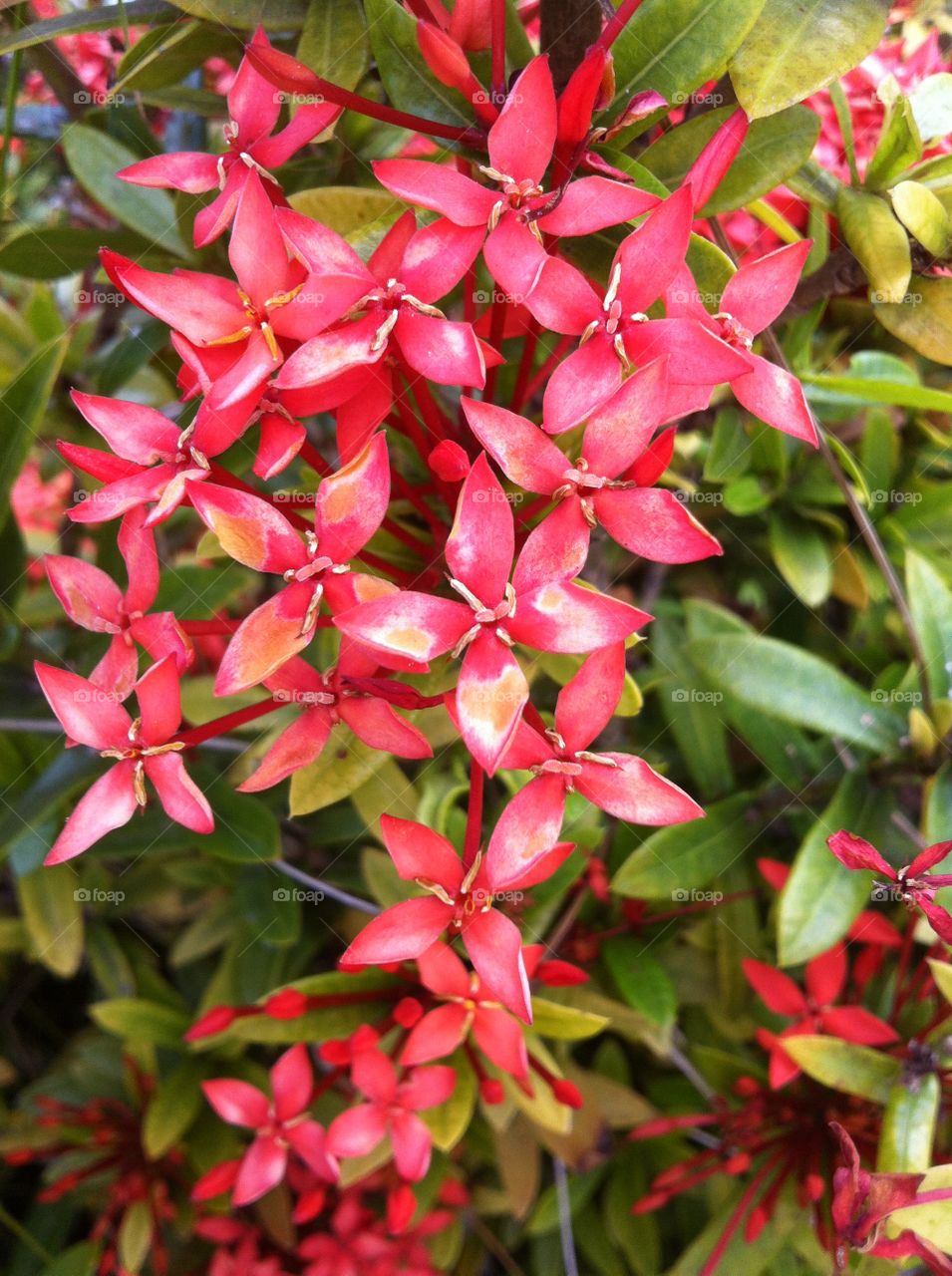 Pretty In Pink. Pink flowers at the Pearl Harbor Memorial