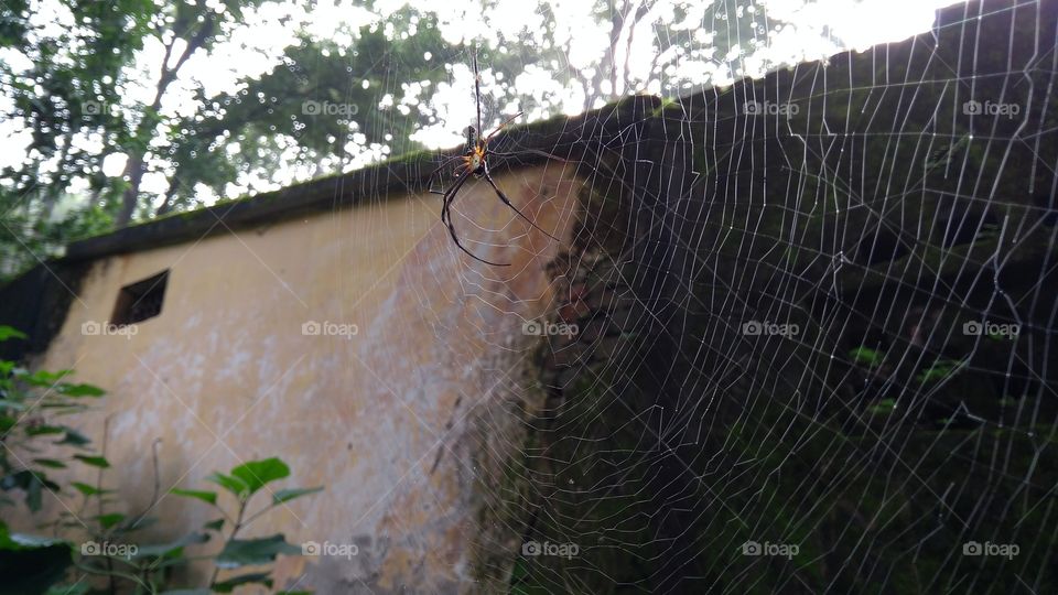 Spider, Outdoors, Nature, No Person, Danger