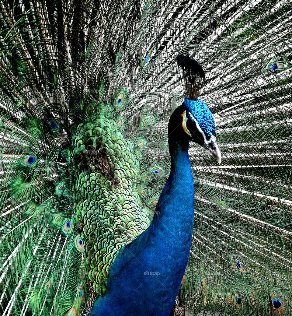 Proud Peacock