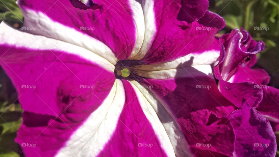 Nature. Striped Petunias