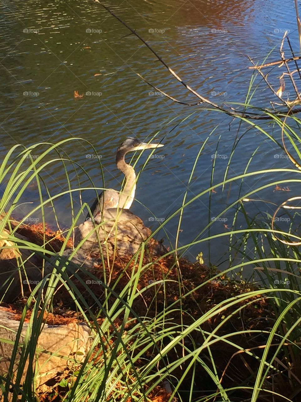 Heron sunbathing 