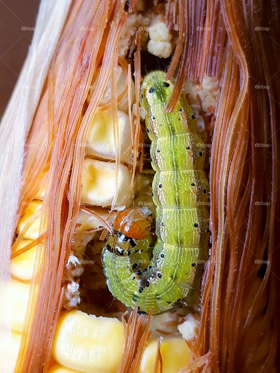 Ciclo. Larva de inseto. Lagarta. Cycle. Insect larva. Caterpillar.