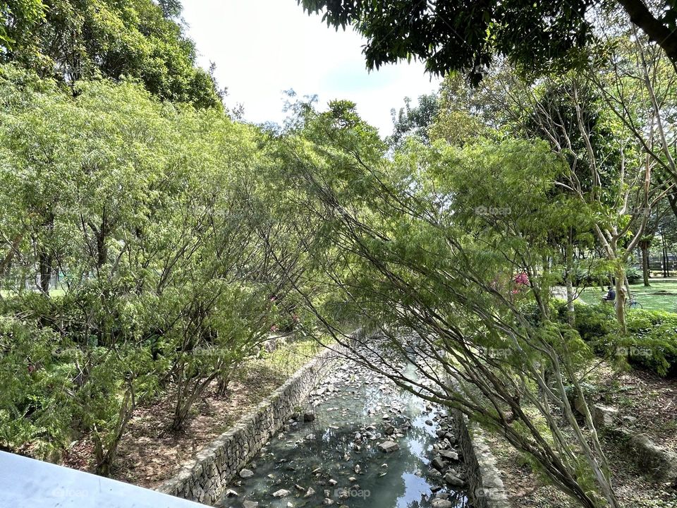 Small stream with tropical plants in the garden 