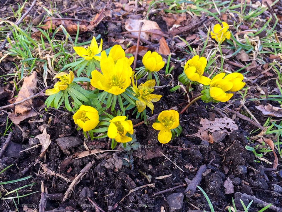 Group of flowering yellow Winter aconite plants among brown fall leaves outdoors in early spring in Sweden.