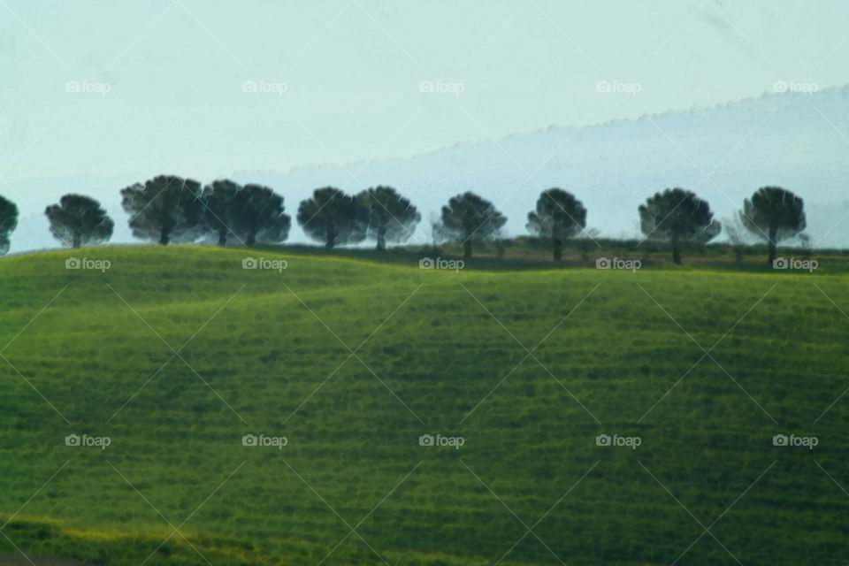 Landscape, Tree, Agriculture, Hayfield, No Person