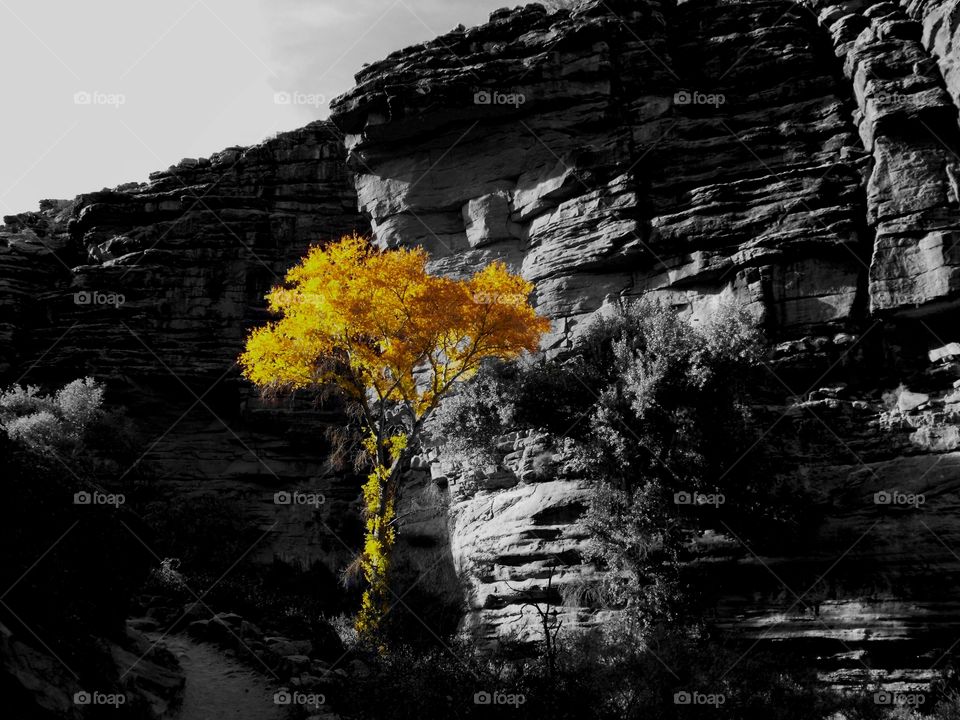 Color pop image of a vivid yellow fall foliage of tree against a grayscale view of the wall of the Grand Canyon in Arizona as seen along the Bright Angel Trail.
