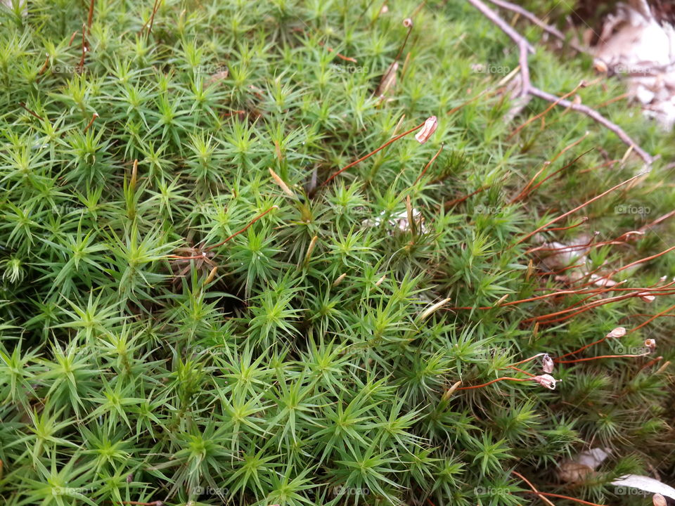 high angle view of plant