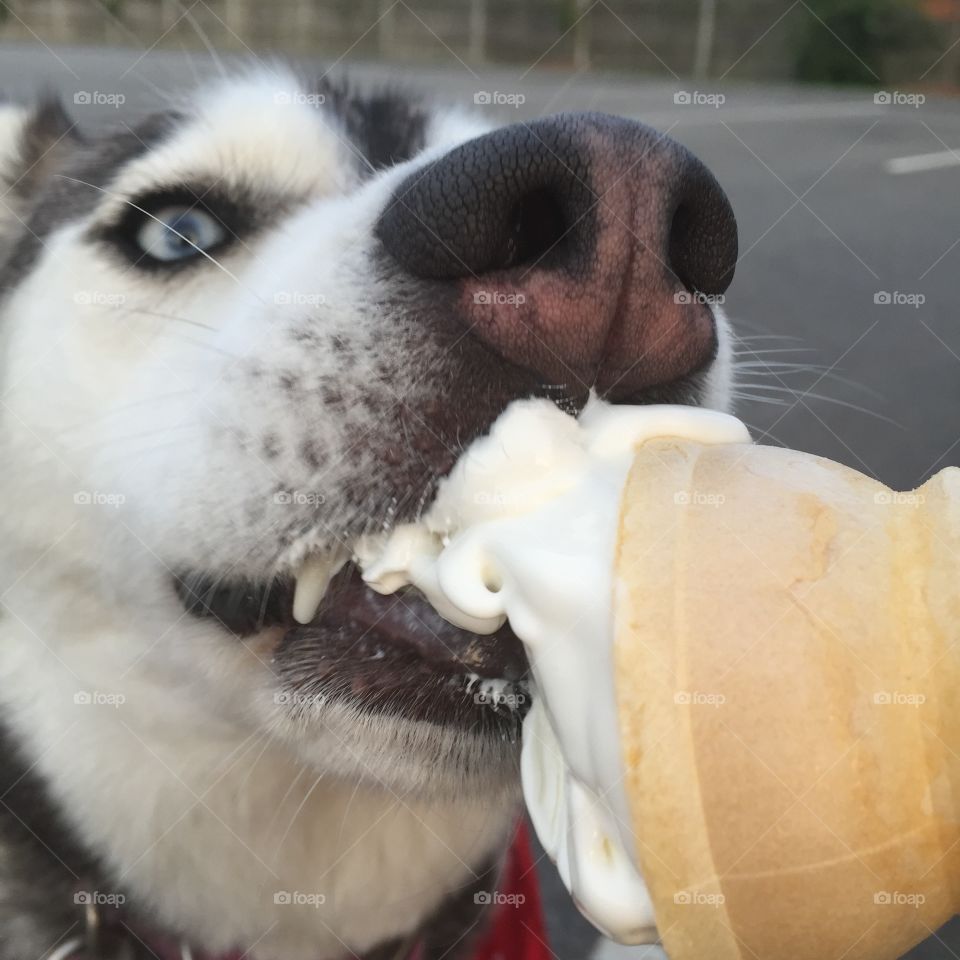 A pup and her ice cream 