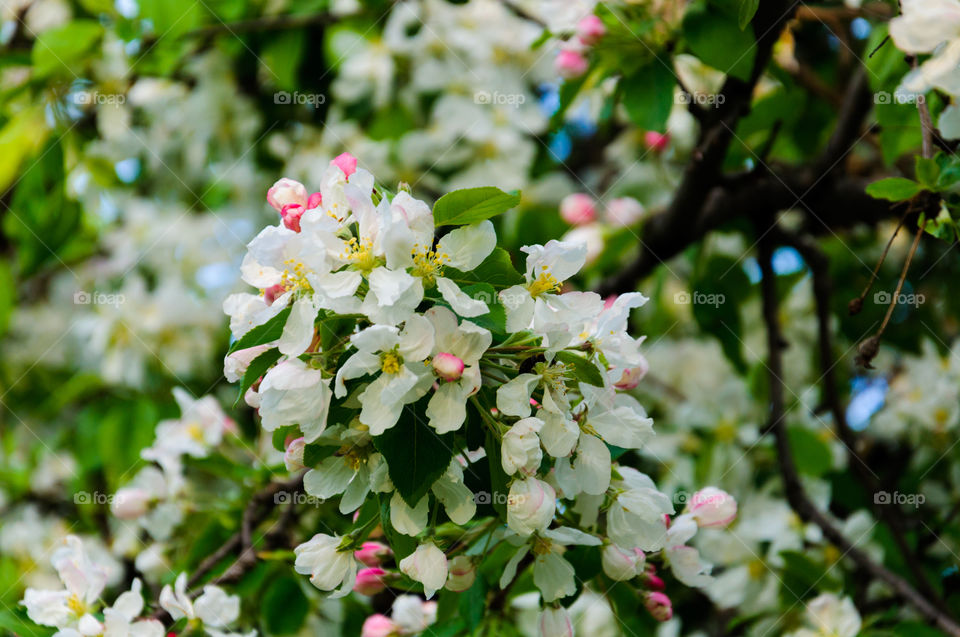 White and pink flower