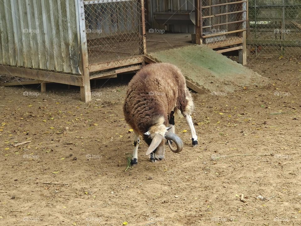 Sheep at Chulu Ranch in Beinan Township