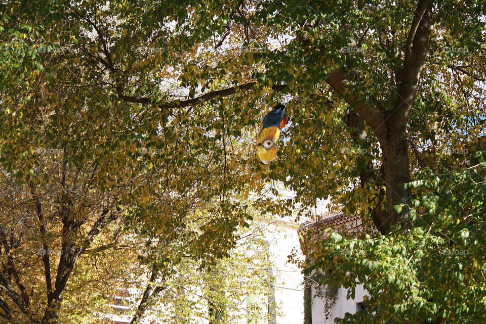 A balloon lost among the trees in a park in the center of Ciudad Real. The park was beautiful right in Fall season.