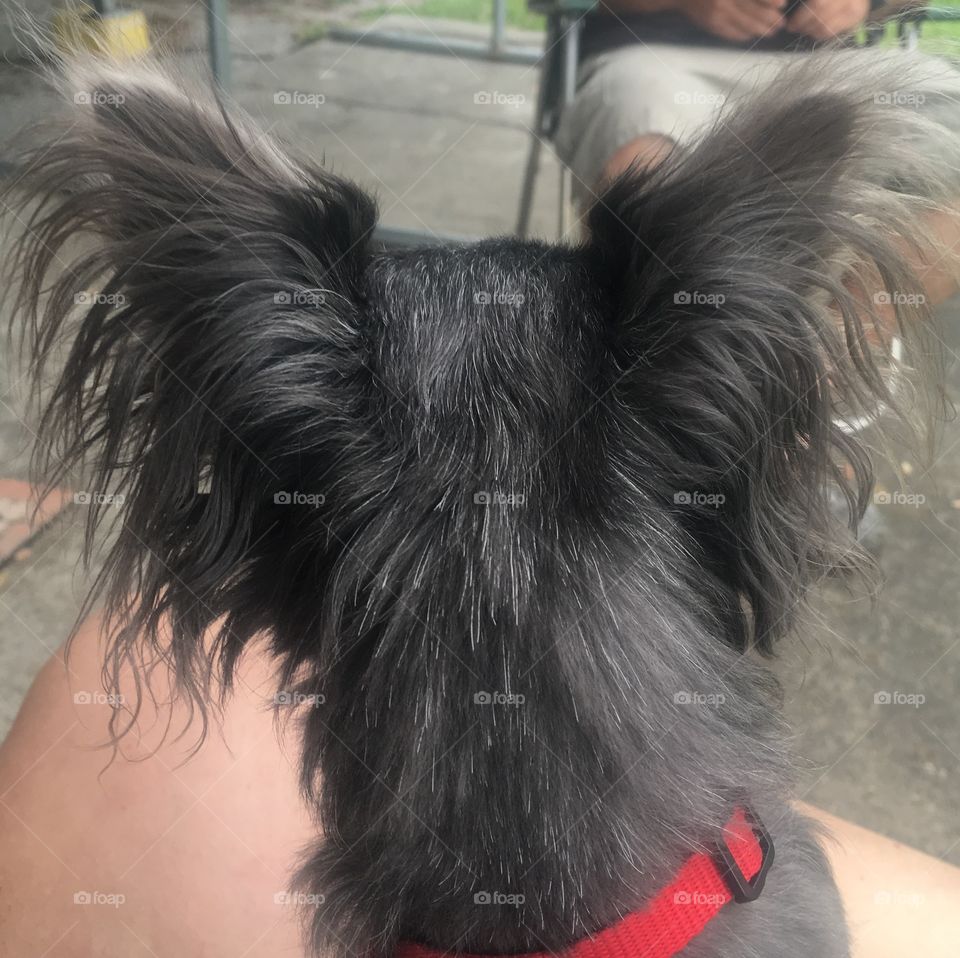 Molly ears
