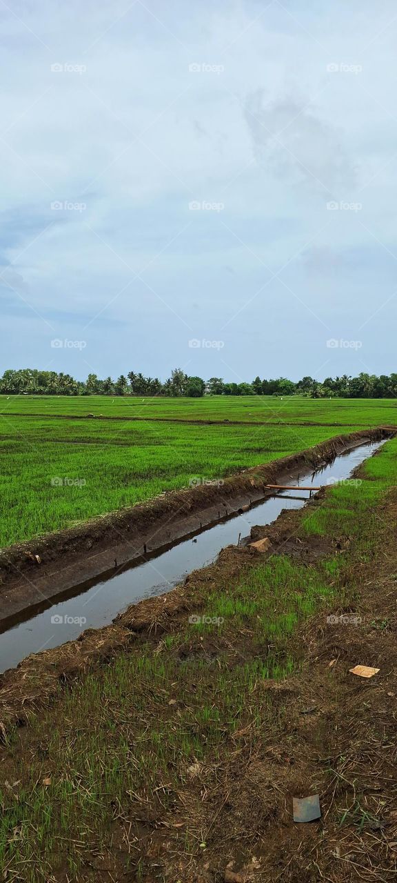 canal paddy field