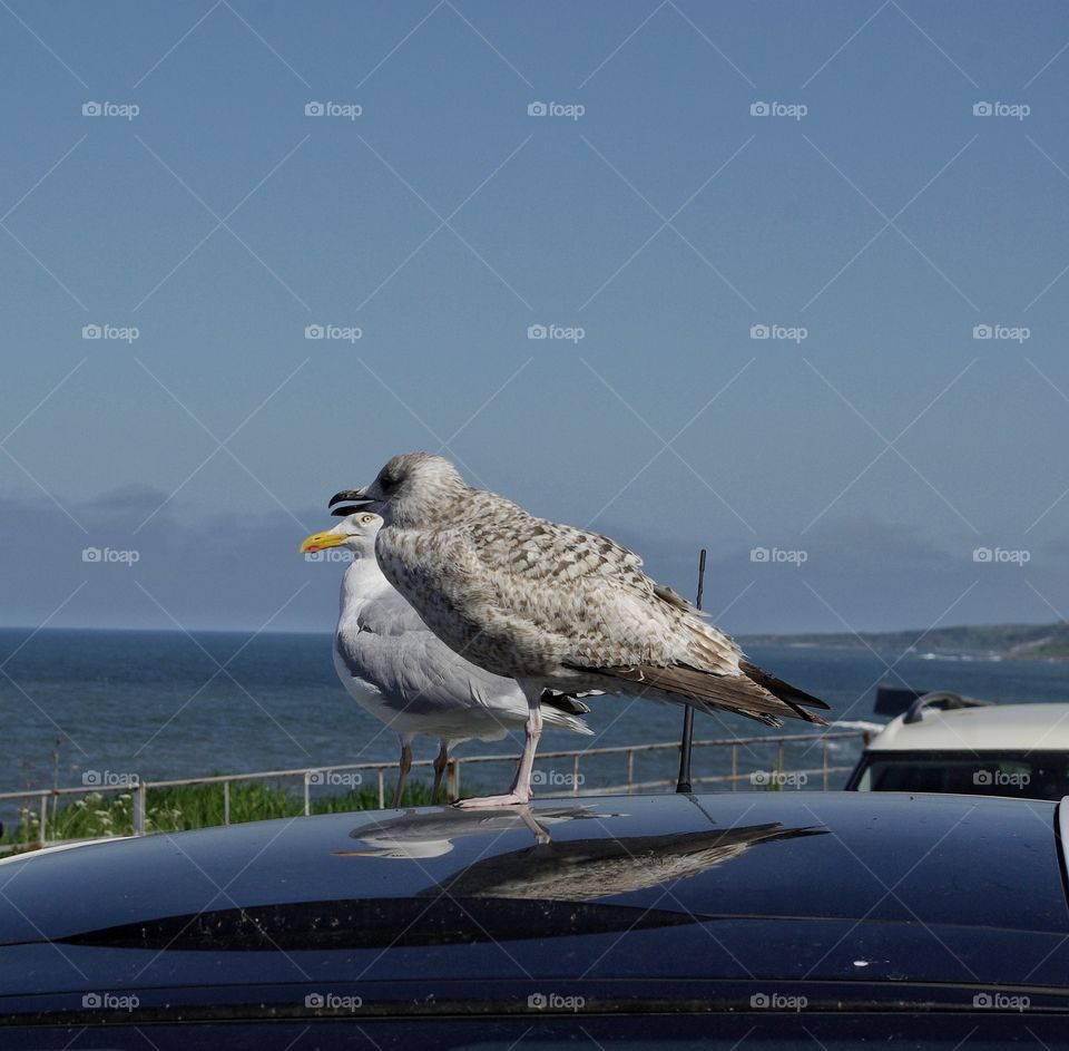 Birds perching on car