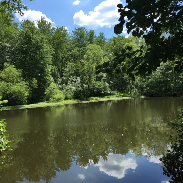 Pond