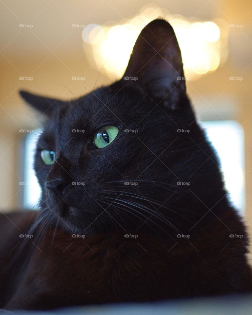 Beautiful black cat with blue eyes