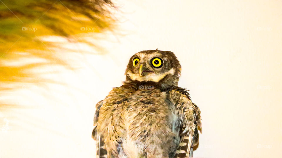 A rare and funny pose of speed owlet who got feared with broom stick and  responding for it #spotted owlet #funny