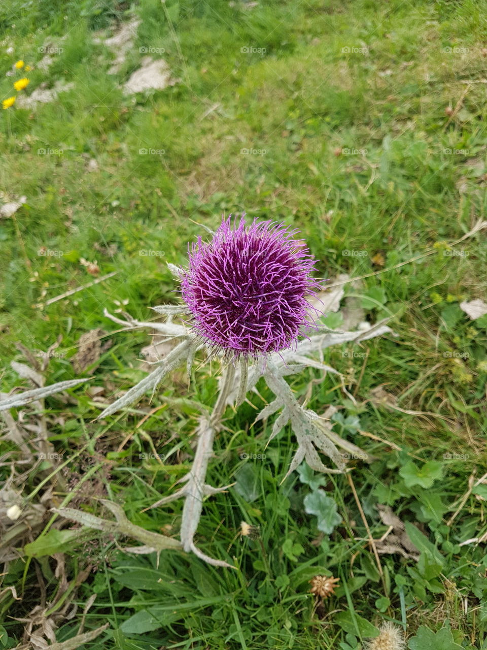 Nature, Flower, Grass, Flora, Field