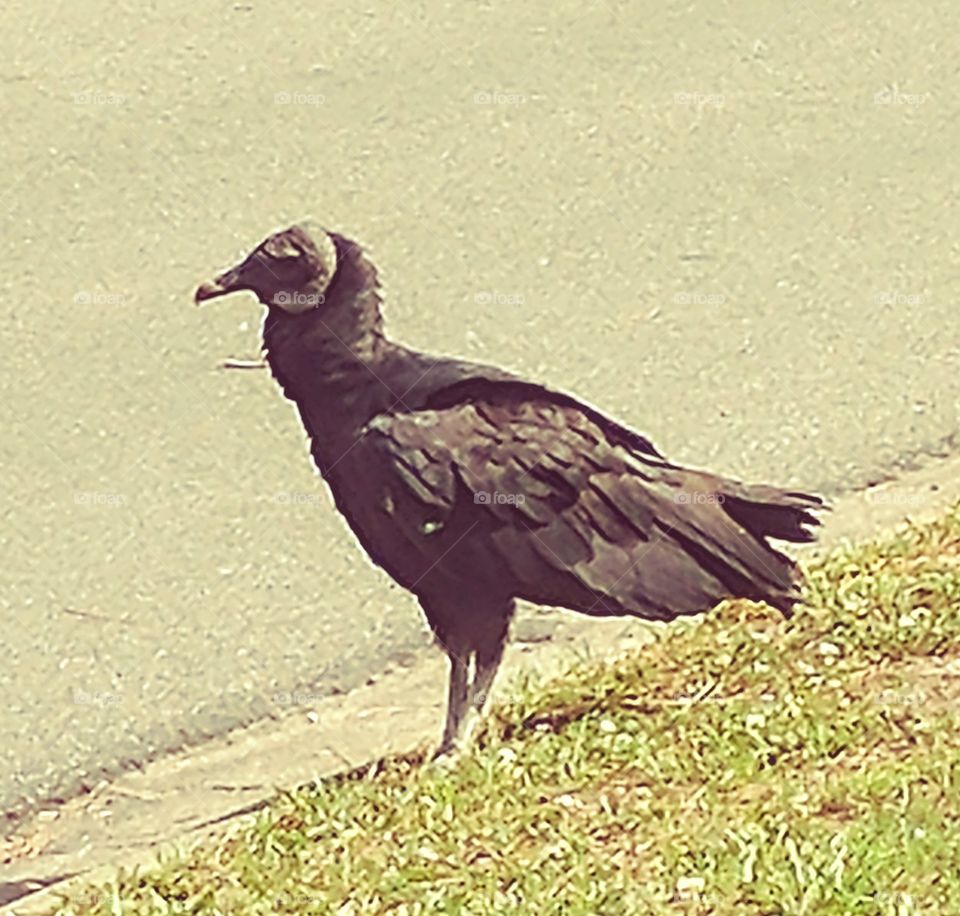 A Black Vulture. Part of a flock of 22.