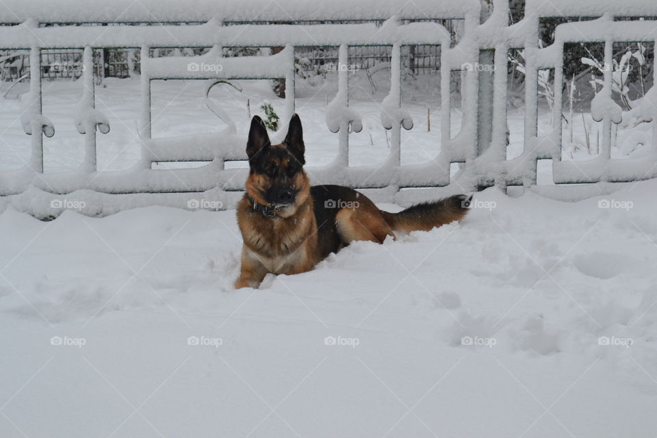 German Shepherd in Winter Wonderland