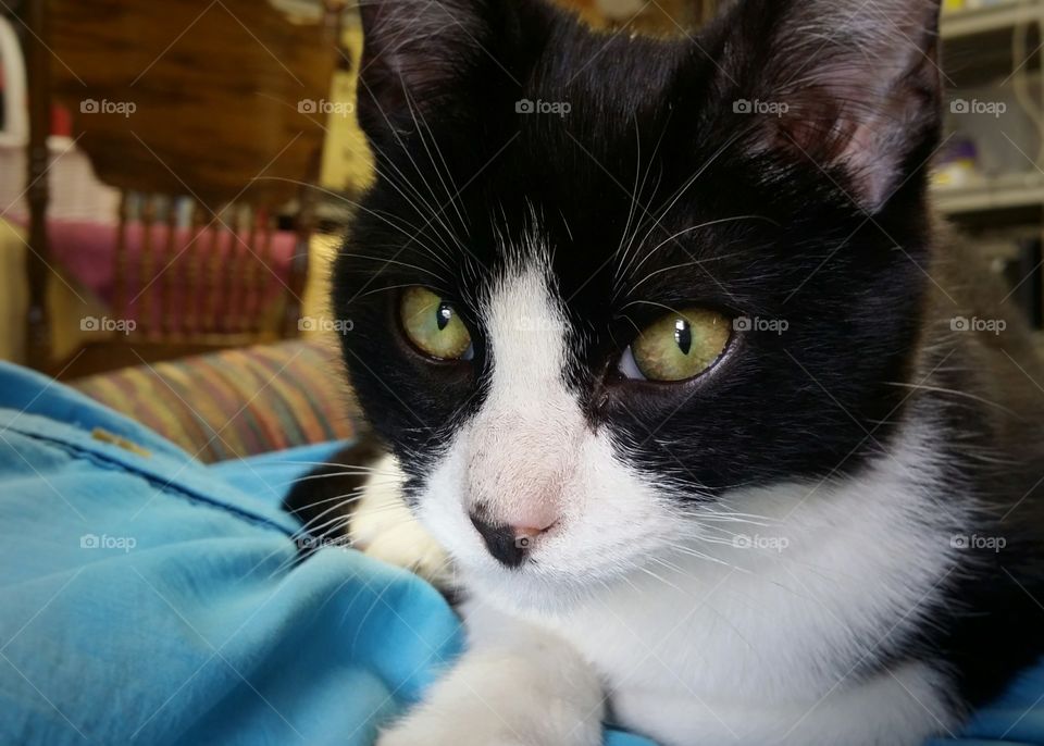 Black and White Cat Sitting in a Lap