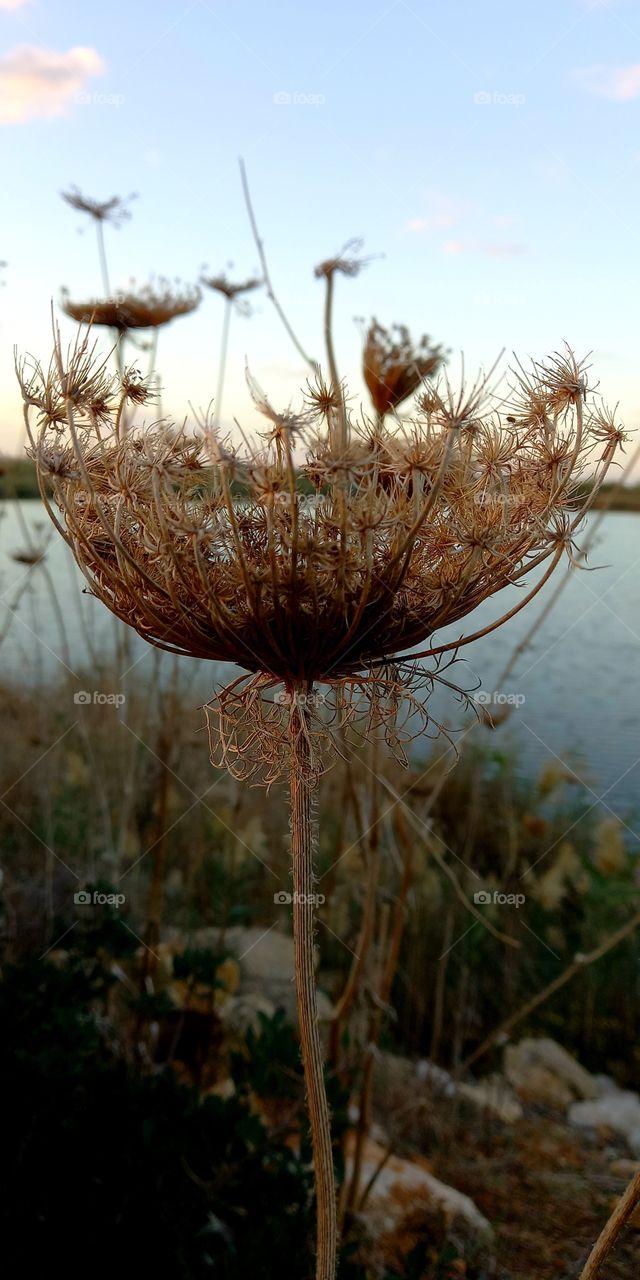 A thorn near a fish pond