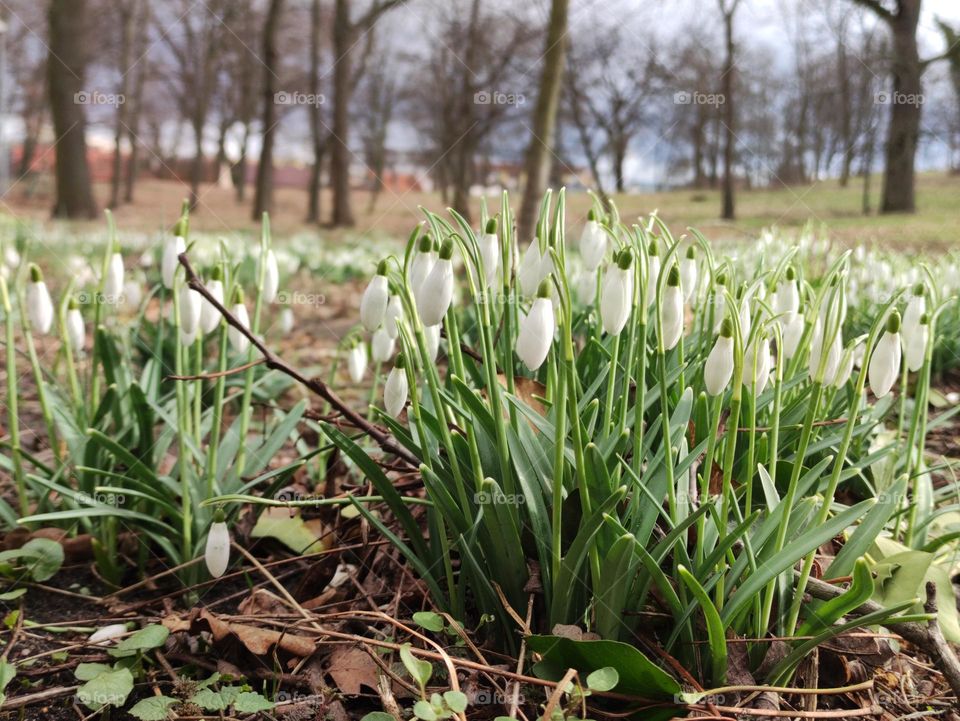 Snowdrop2