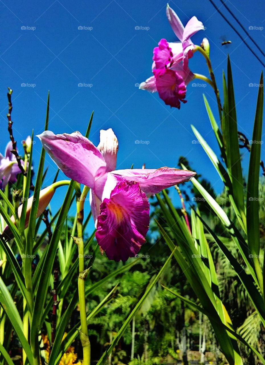 As gigantes orquídeas da terra