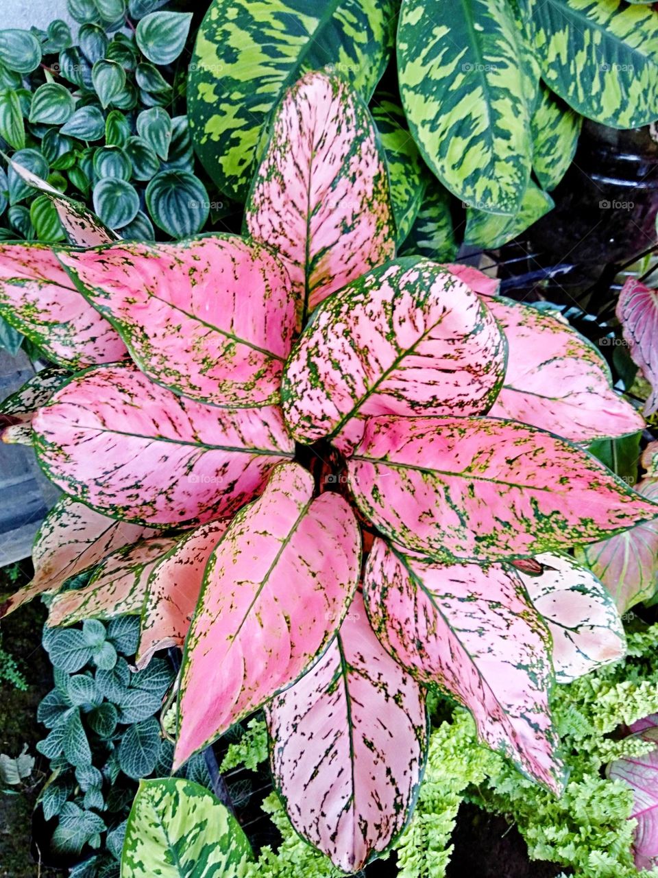 Lady Valentine Aglaonema princess plant lovely at pink.