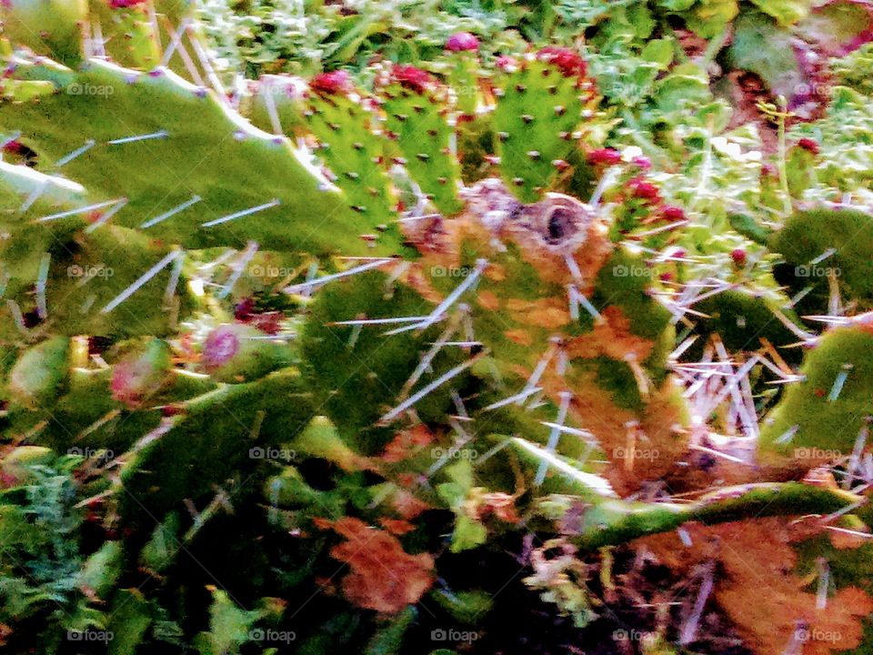 Prickly Pear Cactus