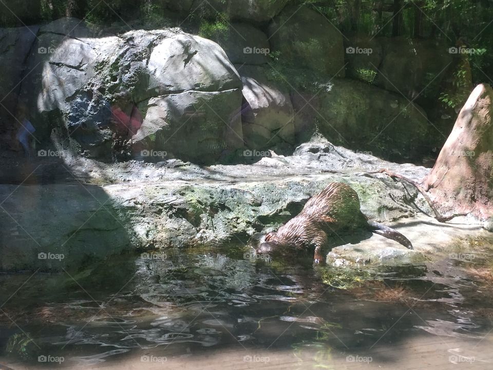 Otter in lake