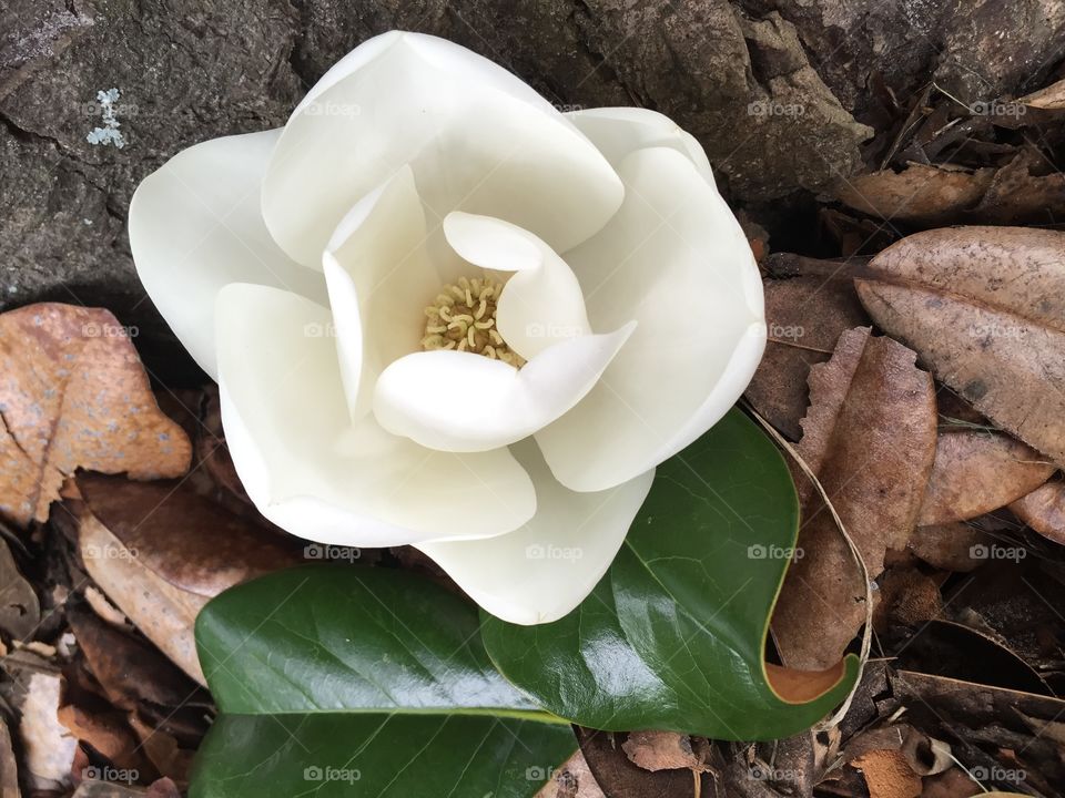 A fallen Magnolia 