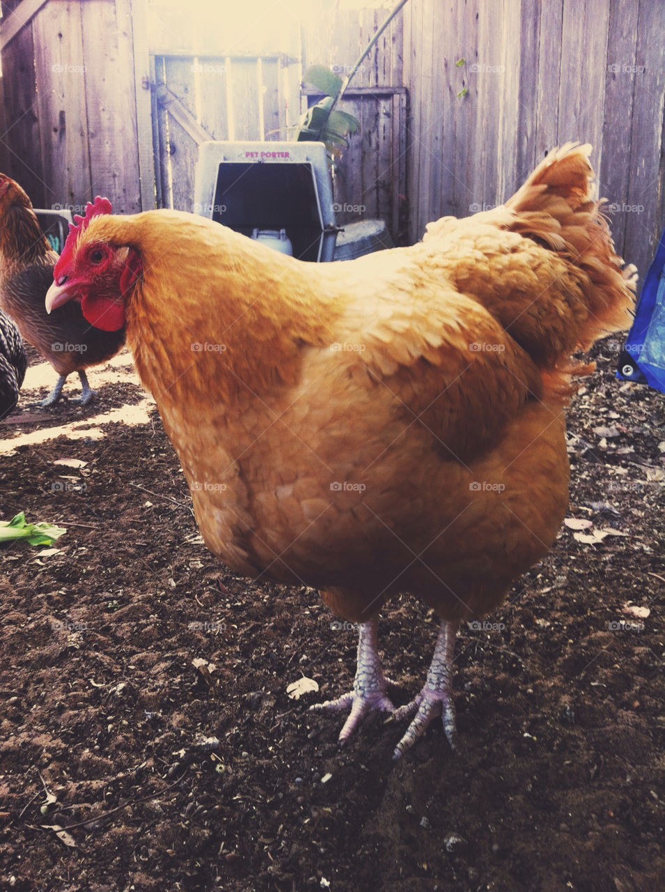 A large female Buff Brahma chicken.