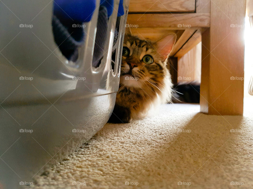 Beautiful mainecoon lynx tabby cat hiding behind laundry washing basket