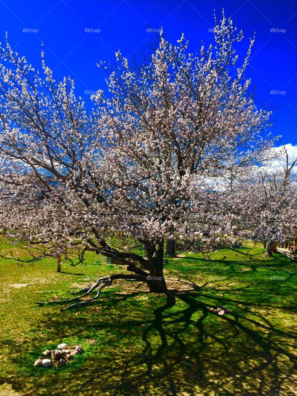 Apricot Tree in bloom