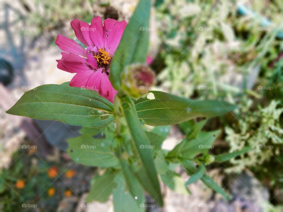 Zinnia is a genus of plants of the sunflower tribe within the daisy family. They are native to scrub and dry grassland in an area stretching from the Southwestern United States to South America, with a centre of diversity in Mexico