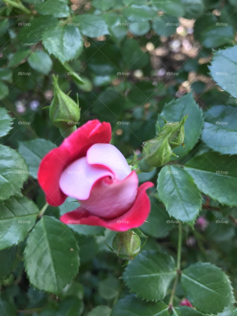 Two toned rose bud 