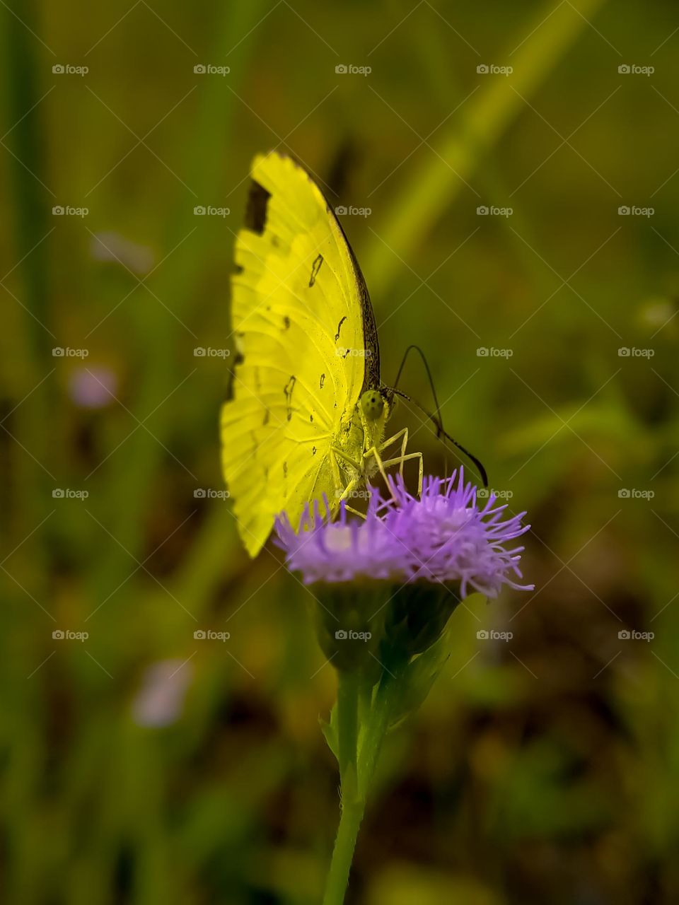 Yellow butterfly on a flower, taken in 2021