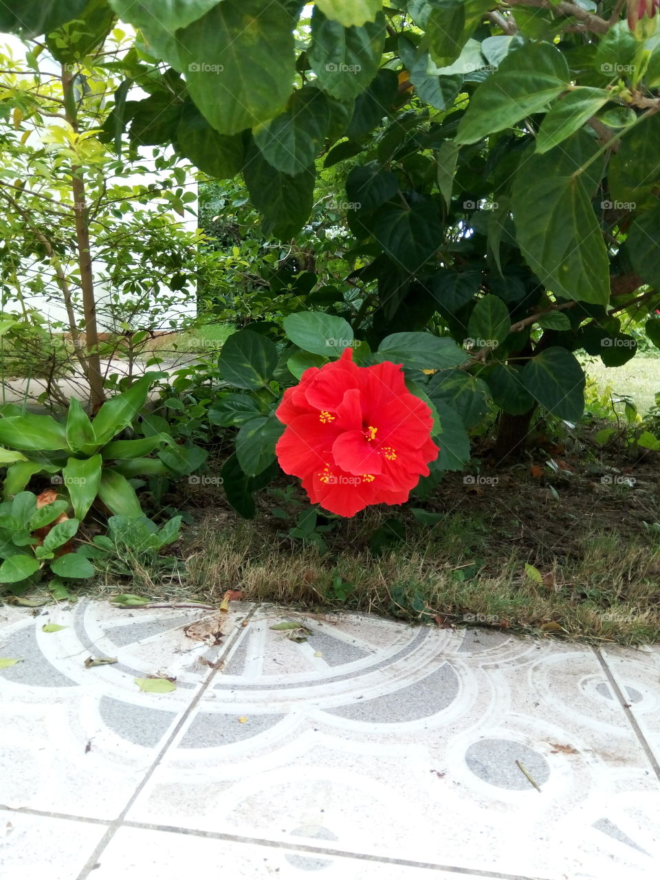 red hibiscus