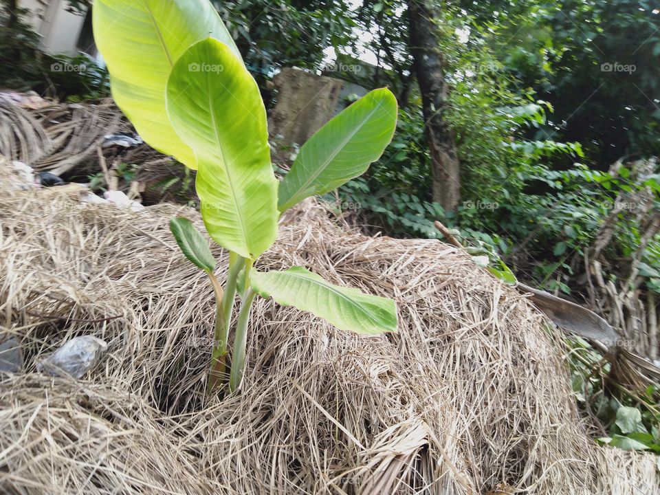 portrait of plant